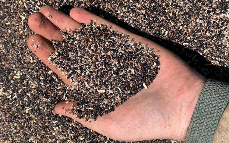 Tamgaree Kikuyu Grass Seed